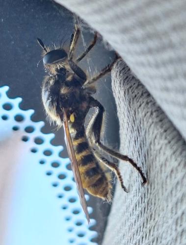 Choerades fimbriata